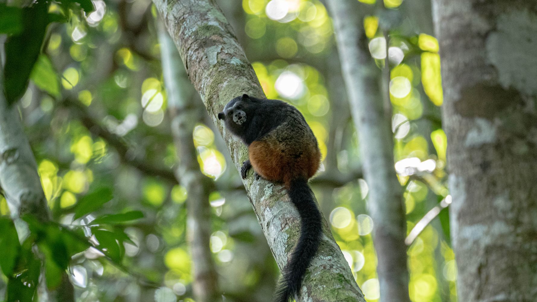 erfahrungsberichte-auslandspraktikum-sinnenswahrnehmung-peru-aida-bruellaffe