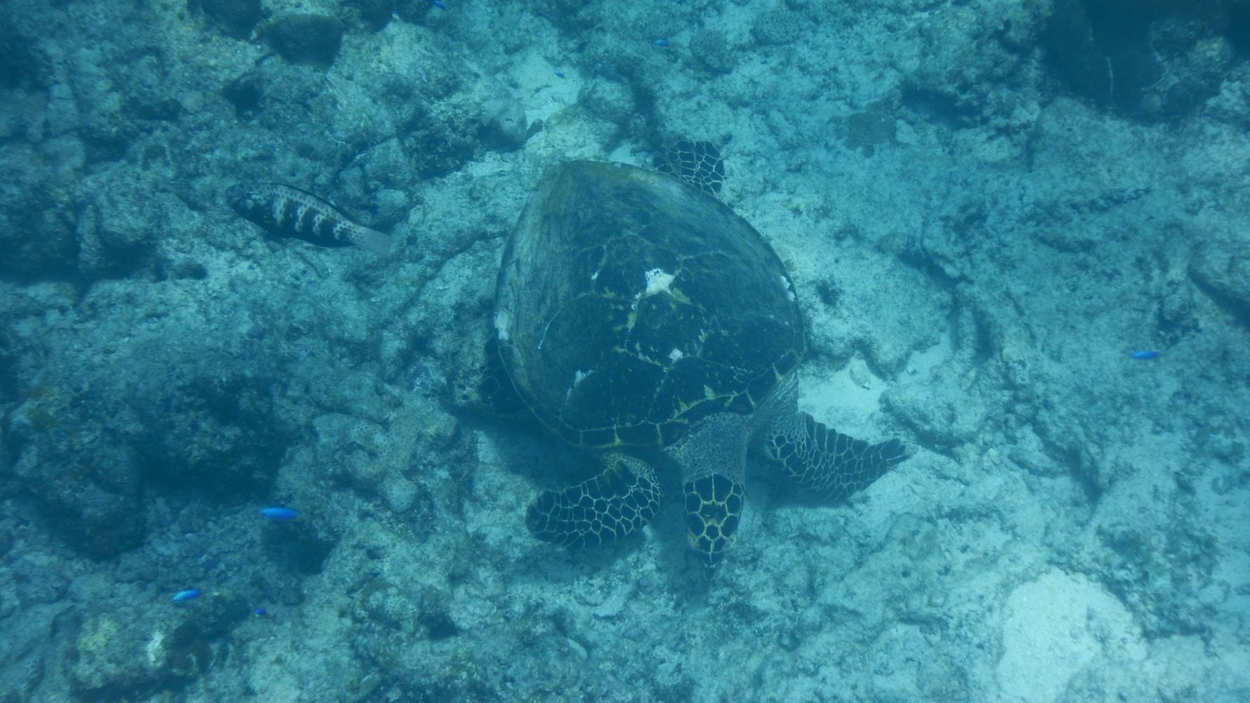 freiwilligenarbeit-seychellen-erfahrungsbericht-schildkroete-artenschutz-natucate