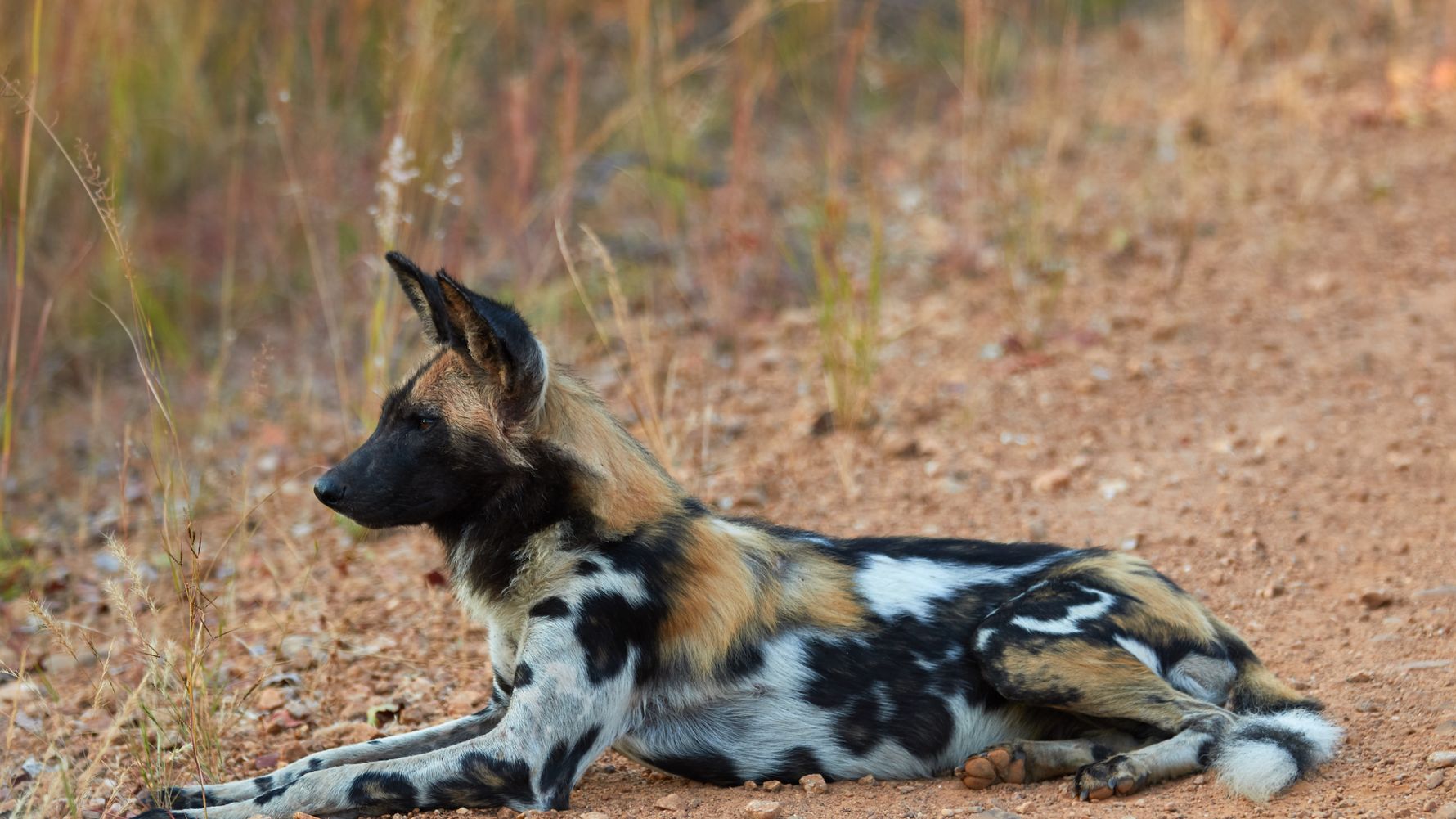 Wild dog lays on the ground in the Hwange National Park
