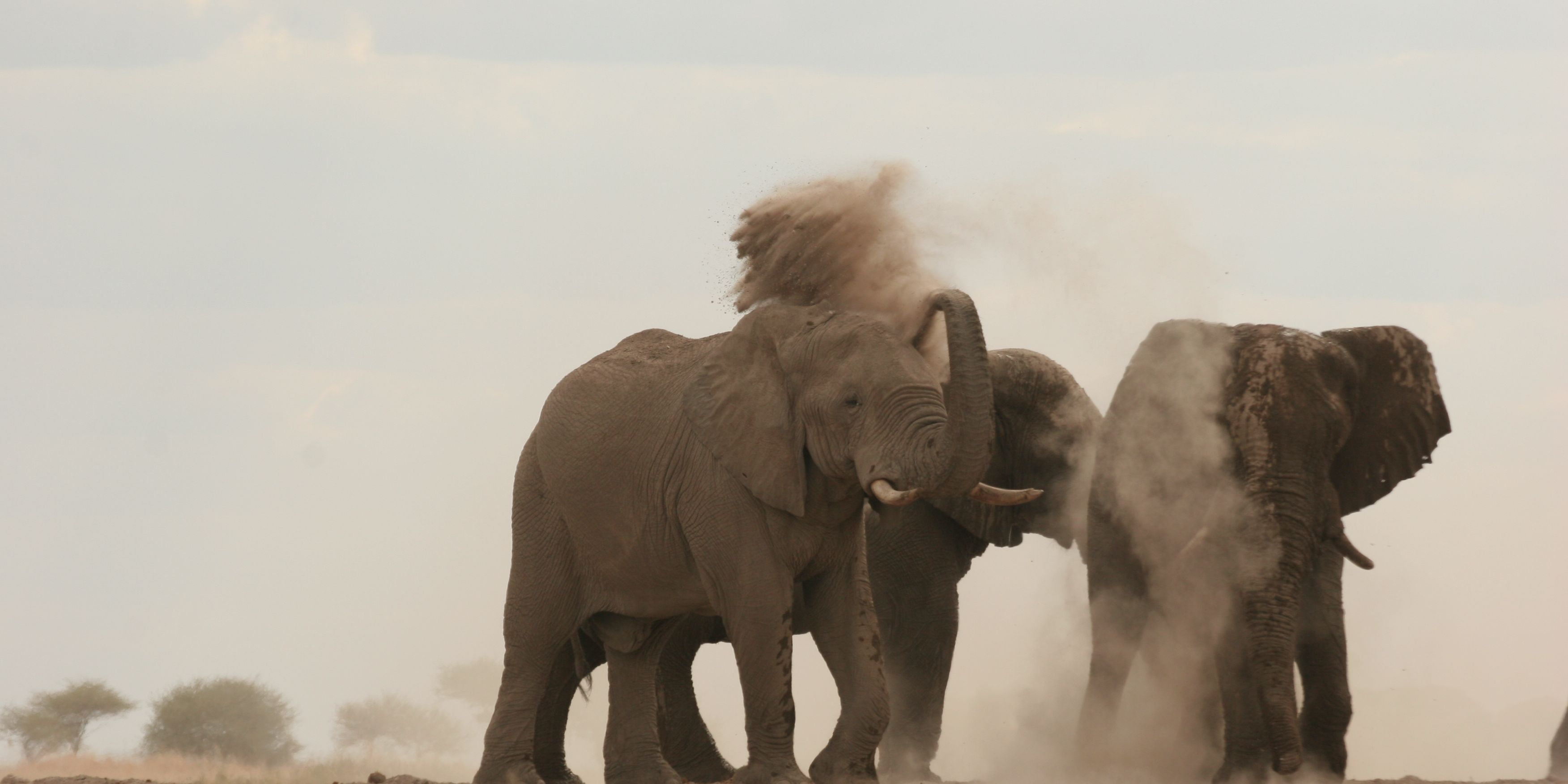 safari-botswana-okavango-delta-northern-highlights-elephant-throwing-natucate