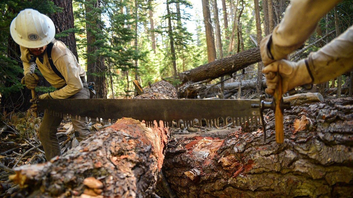 Volunteering USA: Voluntary helpers doing conservation work in a forest in California