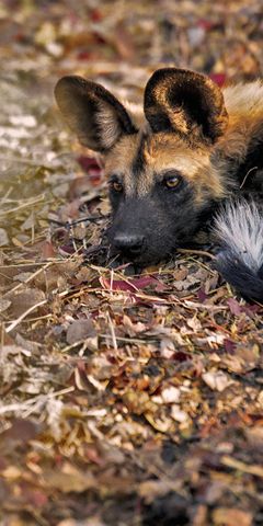 Aufnahme eines Wildhunds in KwaZulu-Natal, der auf dem Blaetterboden des suedafrikanischen Buschs liegt und entspannt
