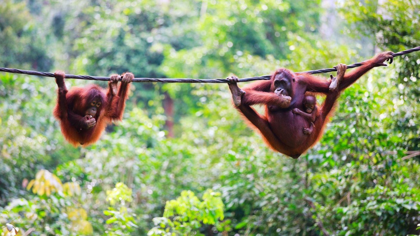 Two orangutans hanging from a rope