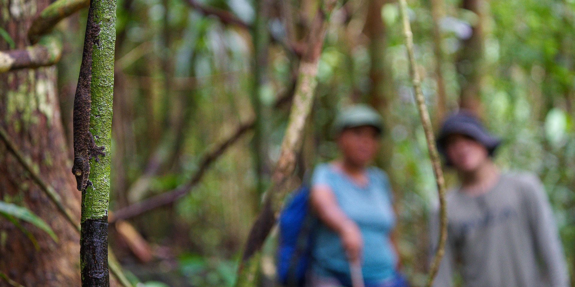 A lizard camouflaged on a twig, with two hikers in the background