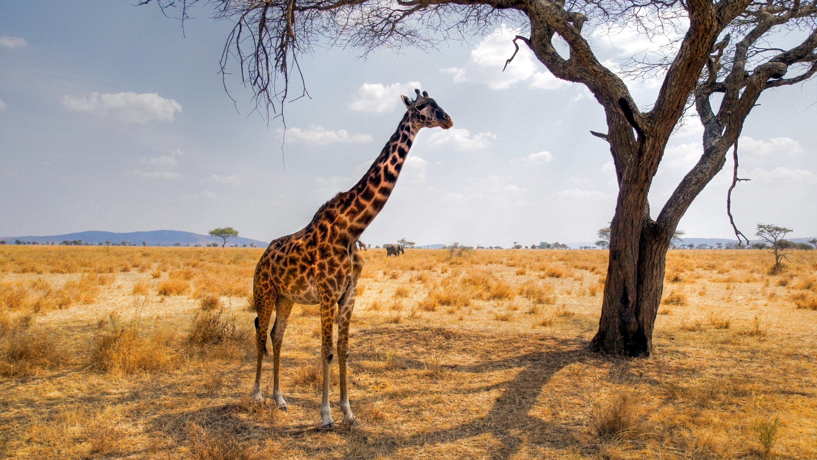 tansania-laenderinformationen-serengeti-giraffe-natucate