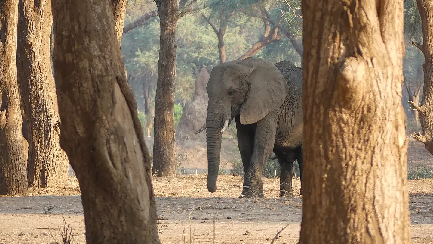 erfahrungsbericht-sabbatical-afrika-julian-freiwilligenarbeit-sambia-elefant-natucate