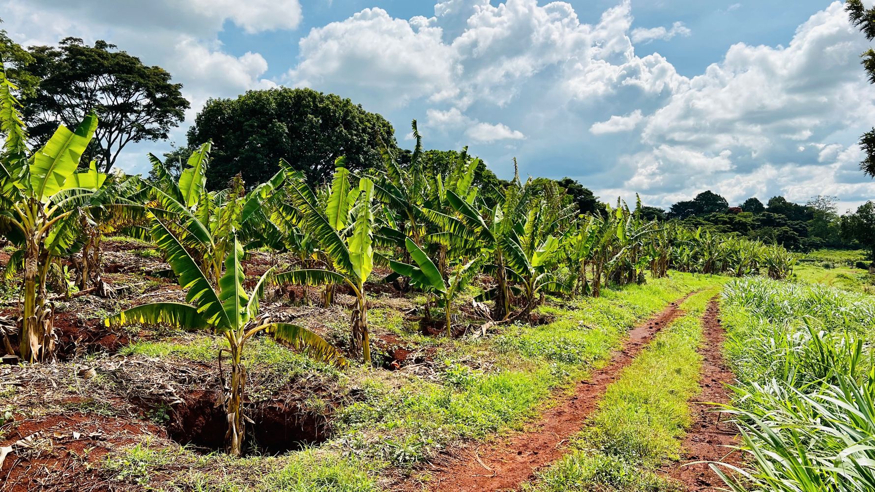 natucate-blog-buchempfehlung-kenia-kaffeeanbau