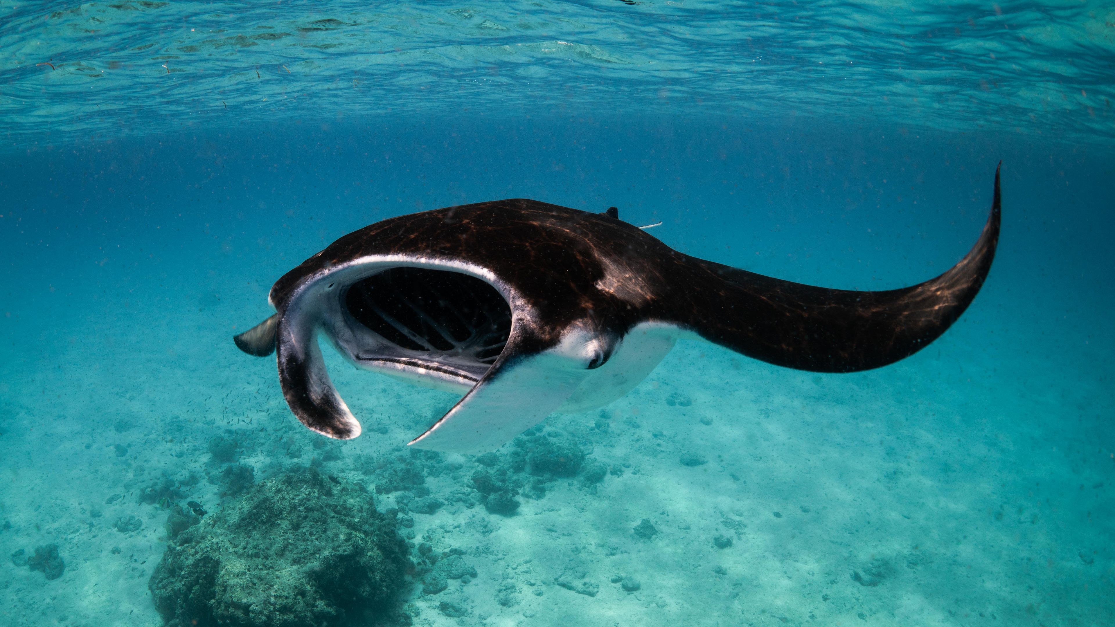 natucate-nature-travel-maldives-manta-conservation-expedition-manta-ray-feeding