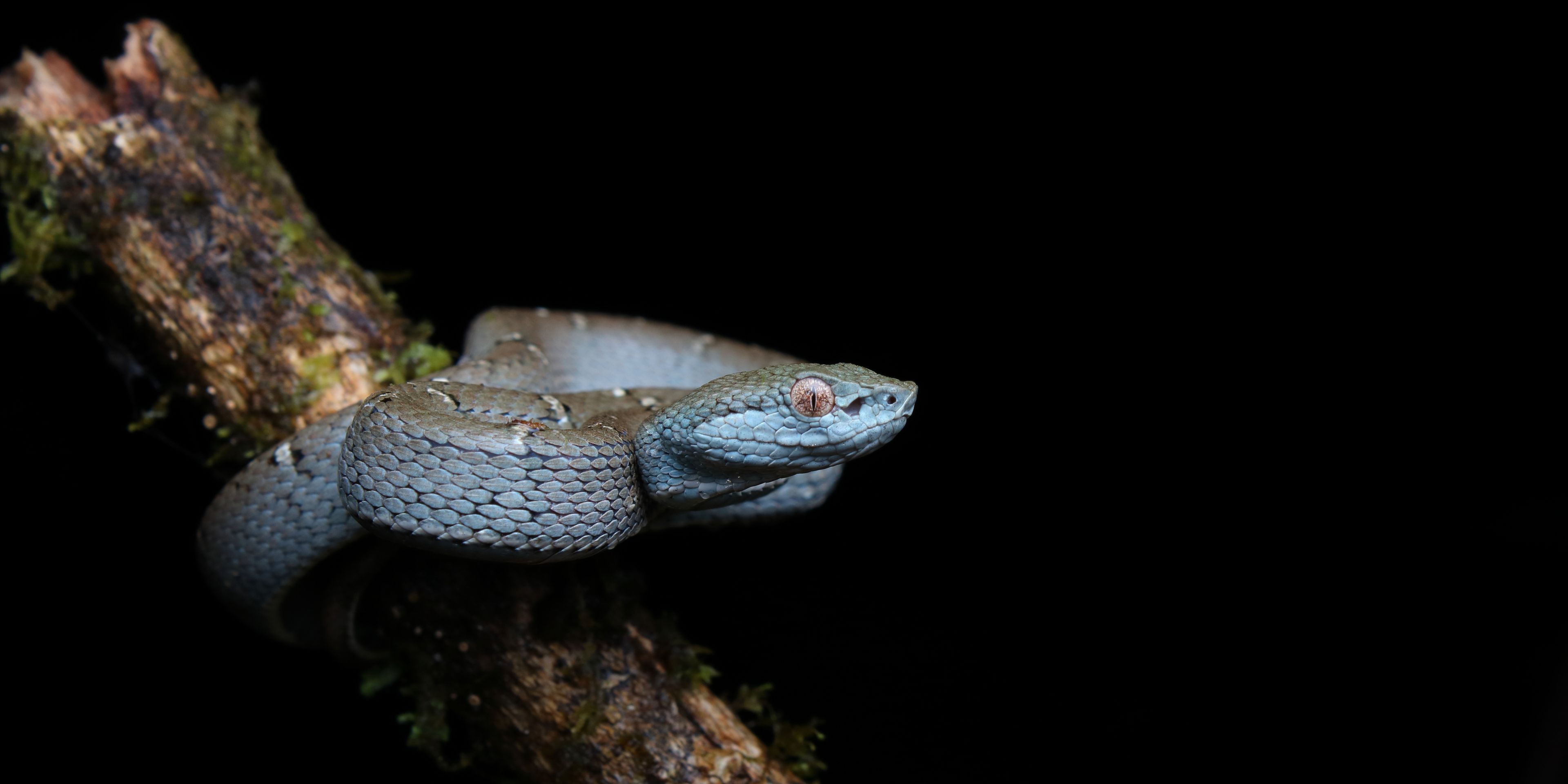 natucate-internship-costa-rica-forest-conservation-snake