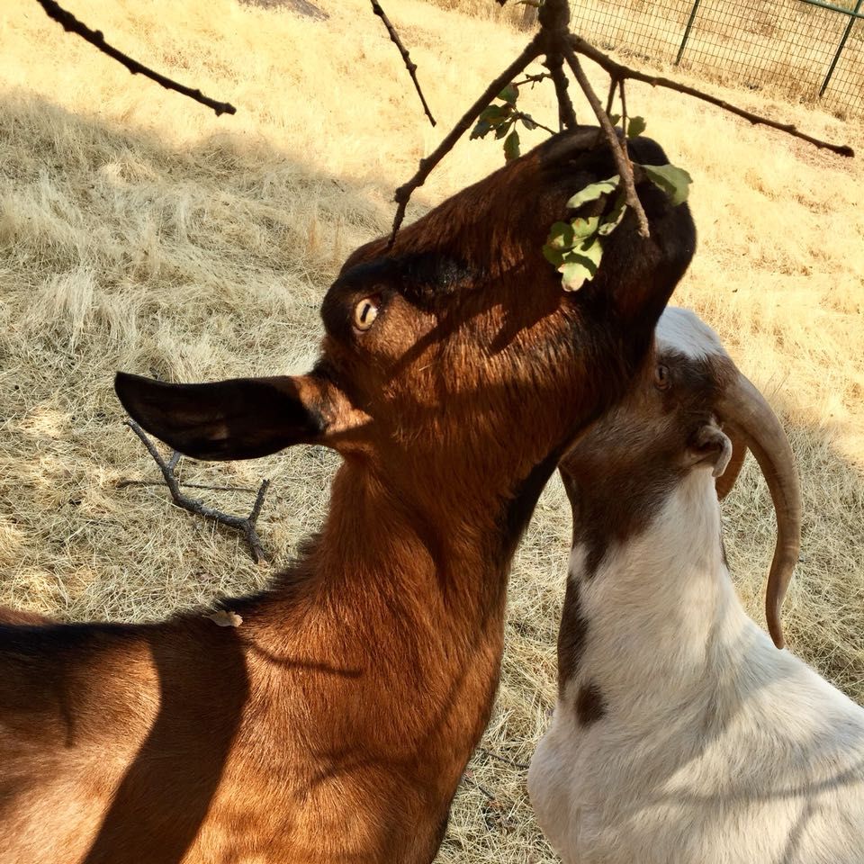 freiwilligenarbeit-usa-kalifornien-erfahrungsbericht-tierschutz-ziegen-natucate