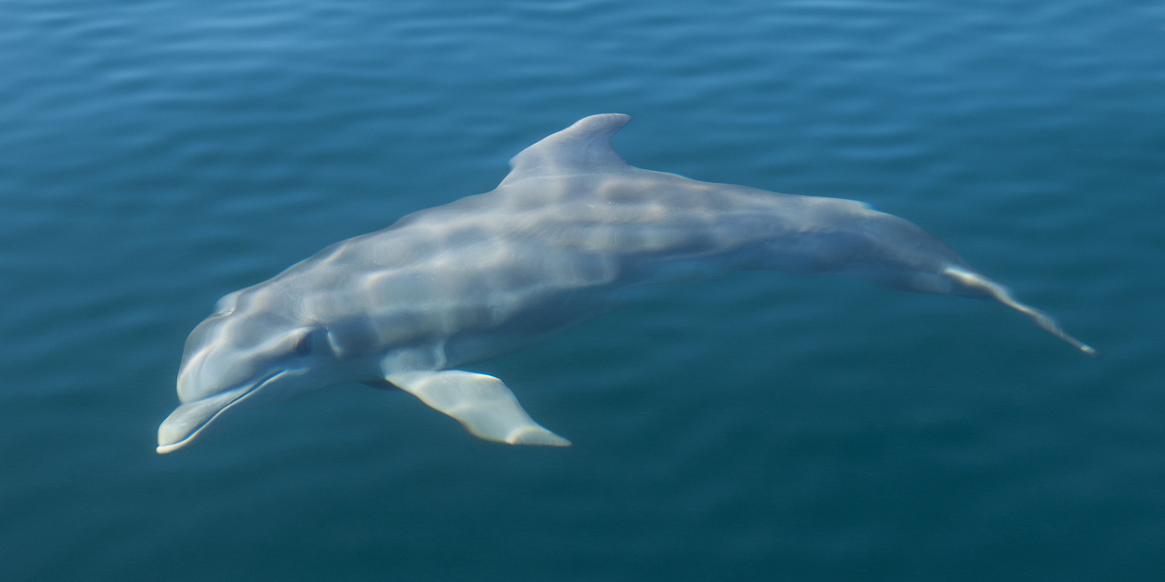 natucate-country-information-panama-bocas-del-toro-bottlenose-dolphin