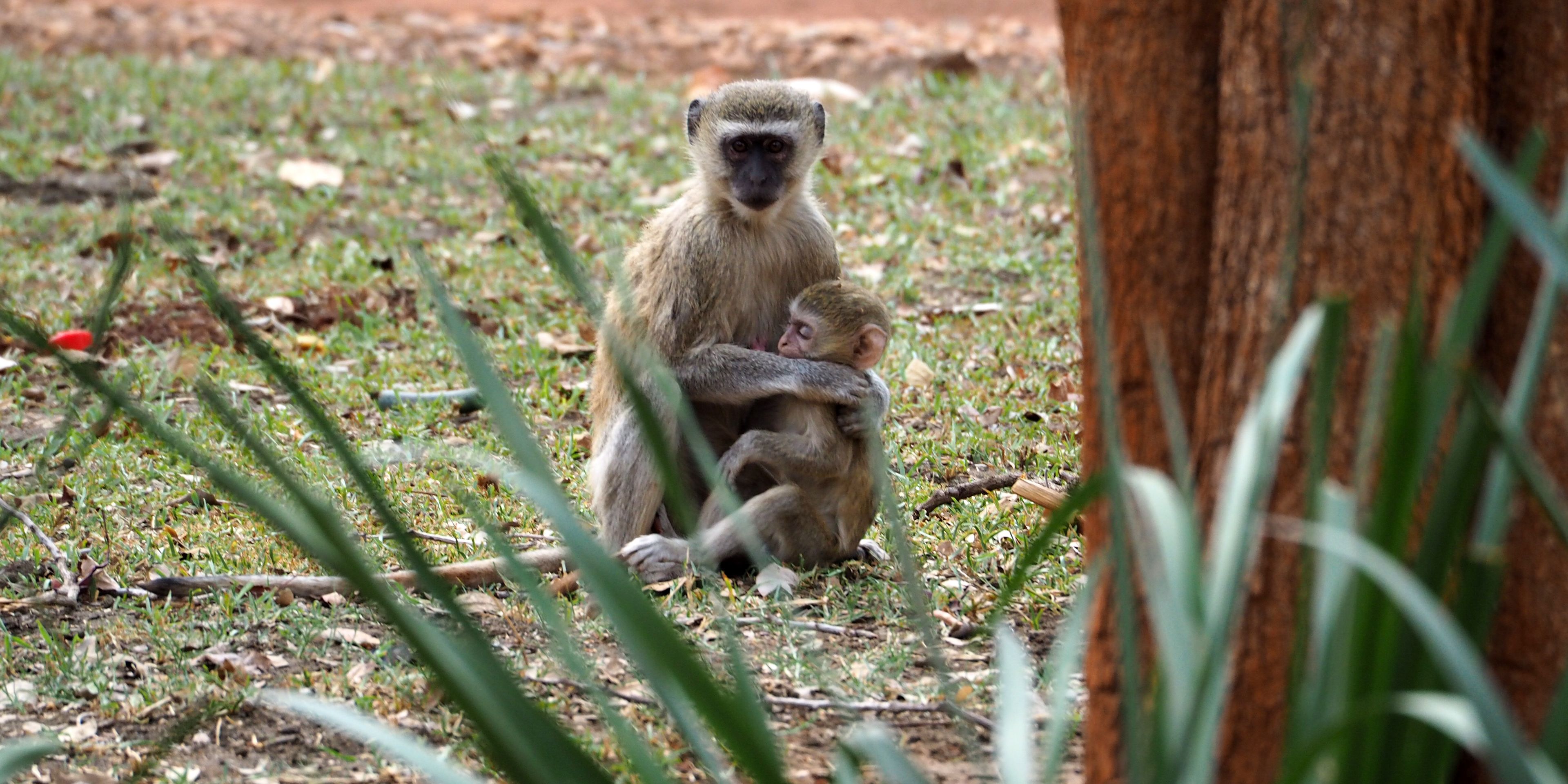 Affe mit Baby sitzt auf dem Gelaende der Elephant Nursery in Sambia