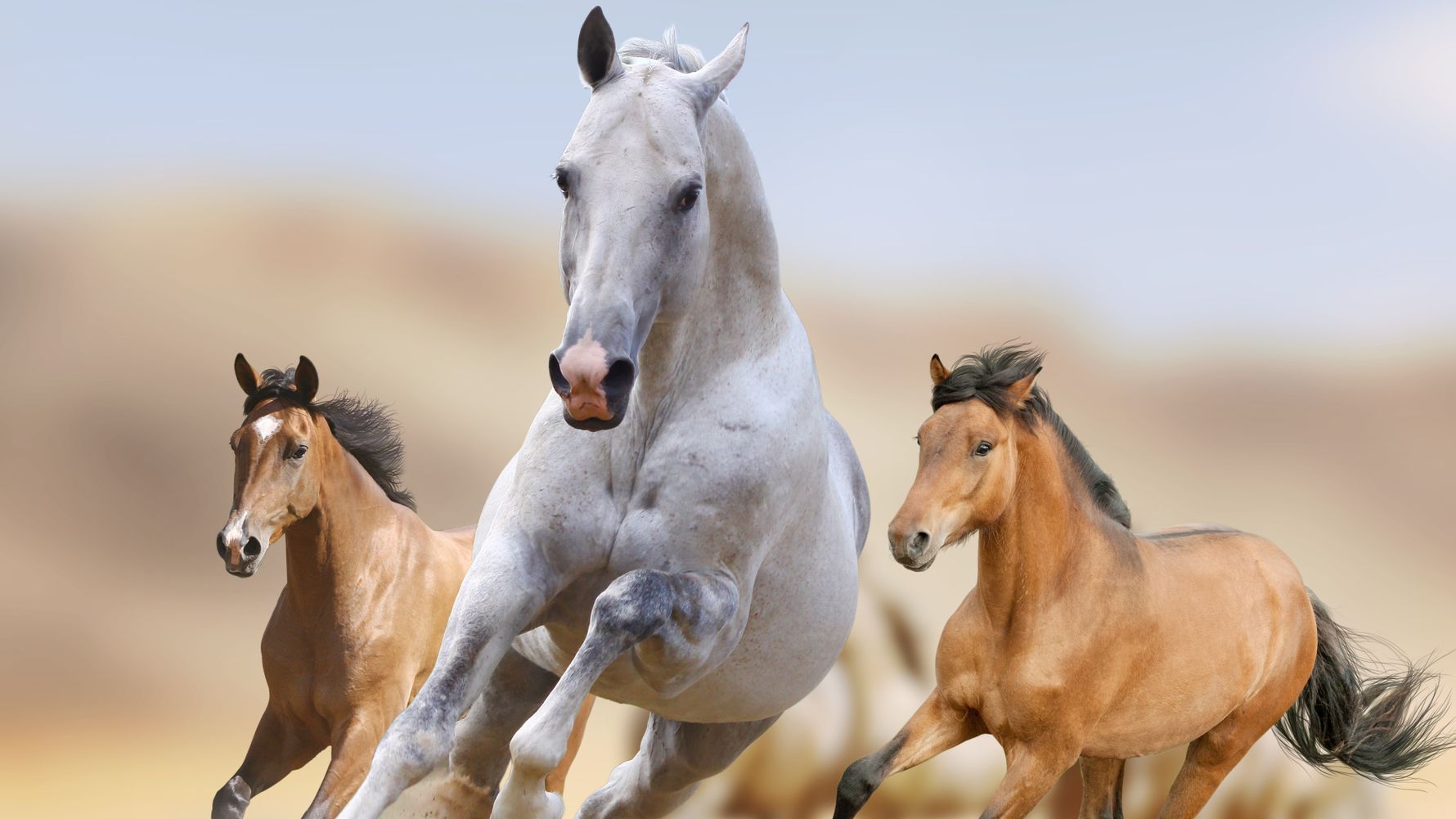 usa-freiwilligenarbeit-pferde-mustangs-erfahrungen