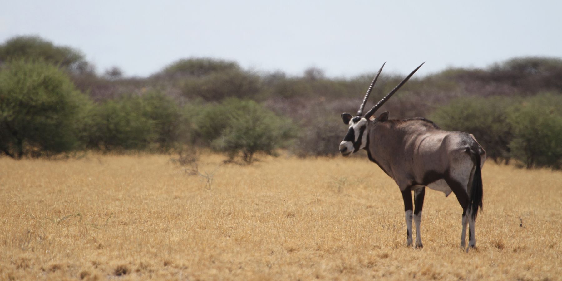 Ein Oryx steht alleine in der Kalahari.