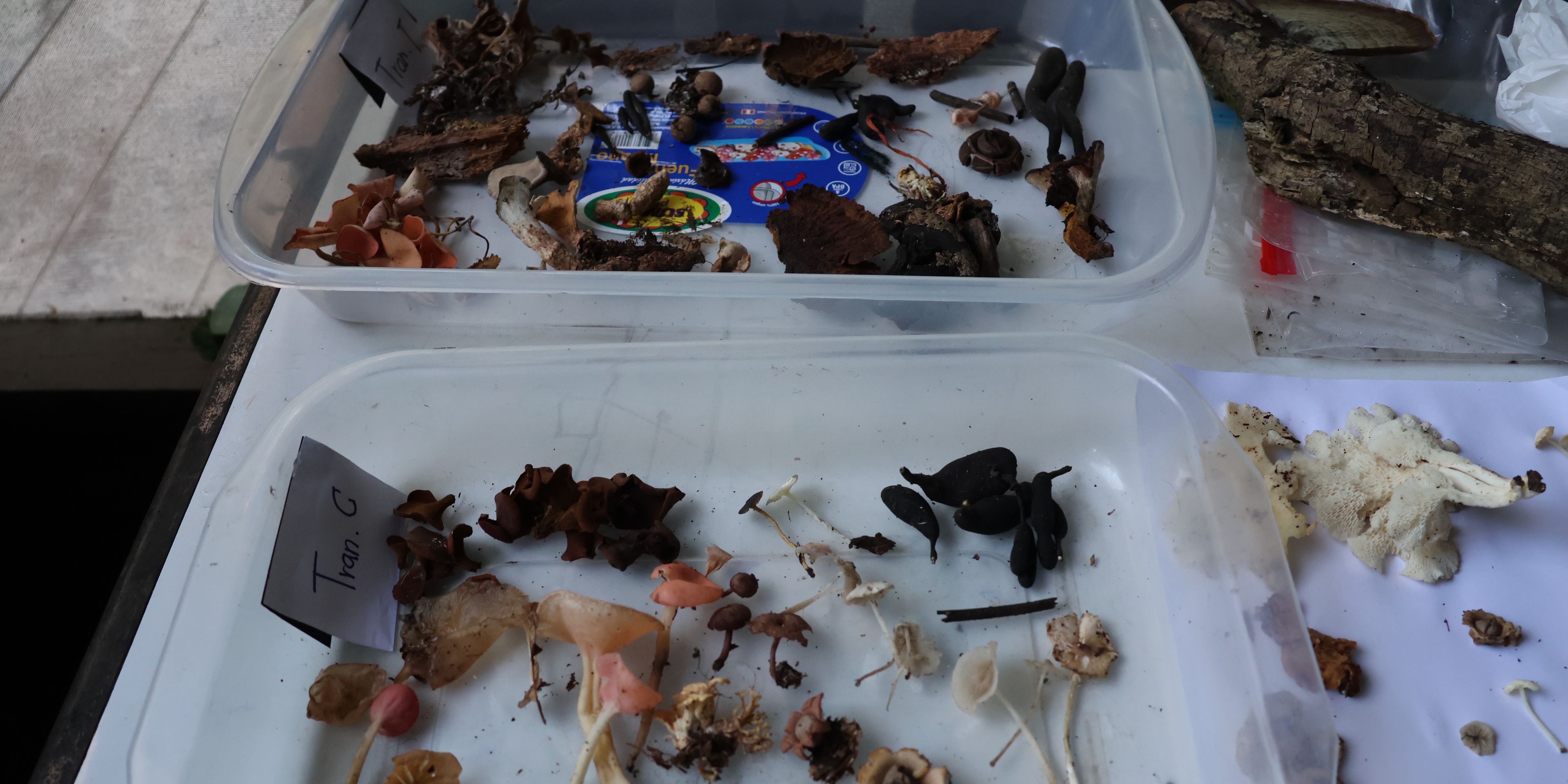 natucate-freiwilligenarbeit-peru-collection-mushrooms-leaves