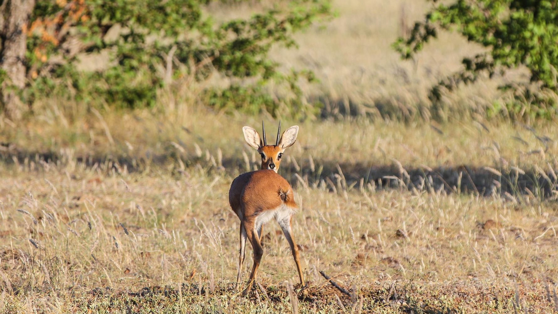 erlebnisreise-suedliches-afrika-erfahrungsbericht-ecoquest-kundenfotos-antilope-natucate