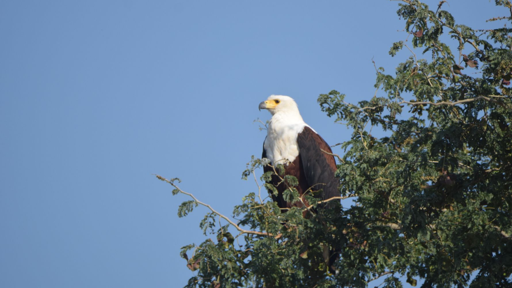 erfahrungsberichte-naturreise-afrika-private-wilderness-experience-marion-fischadler-natucate