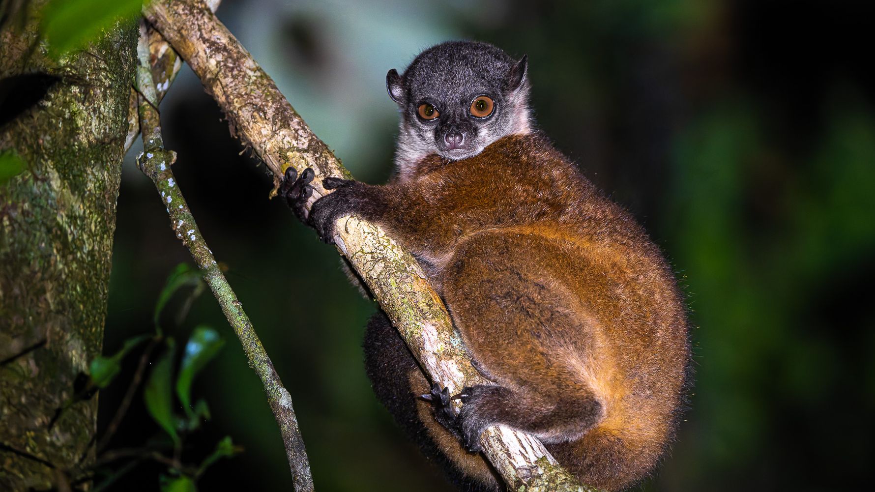 Sportive lemur on a tree