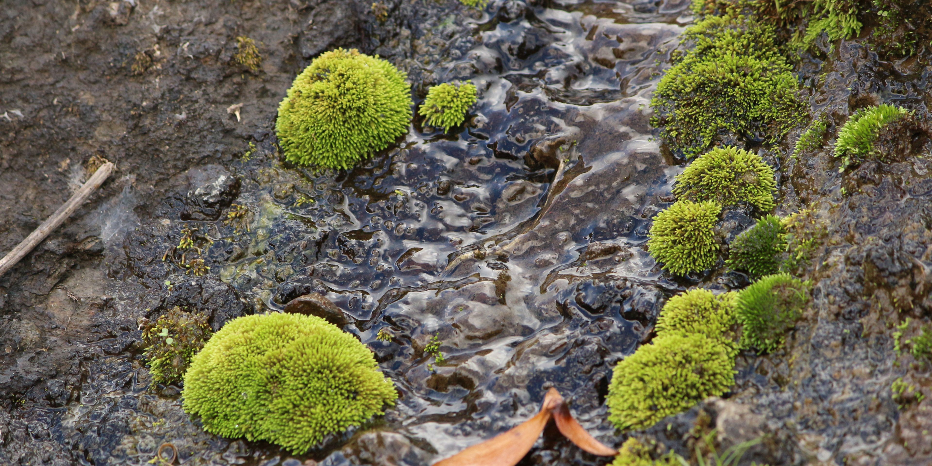 Moss growing among a small stream in Mauritius