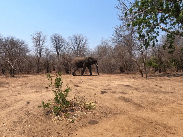 natucate-blog-erfahrungsberichte-malawi-theo-elefant