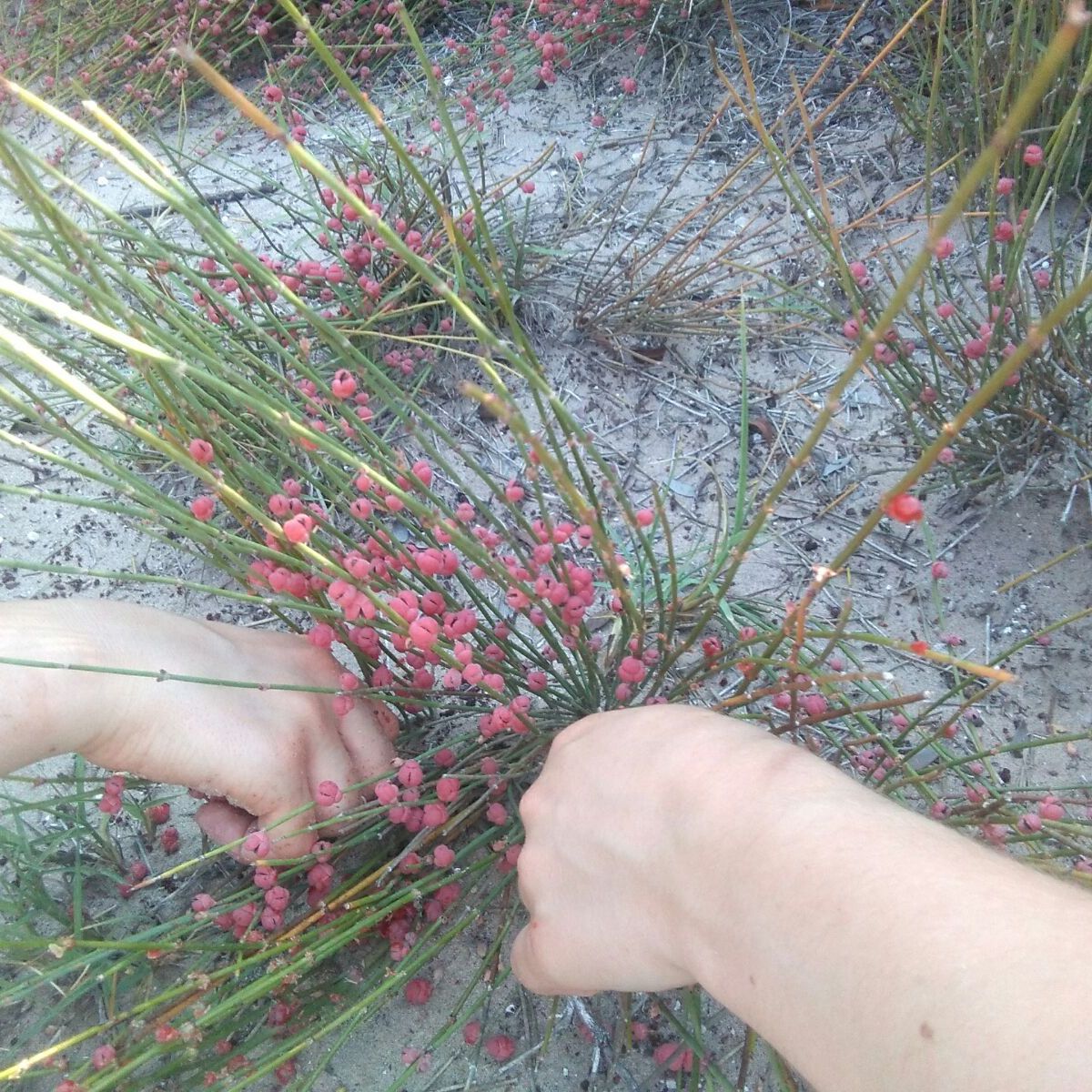 Freiwilligenarbeit in den Duenen Spaniens