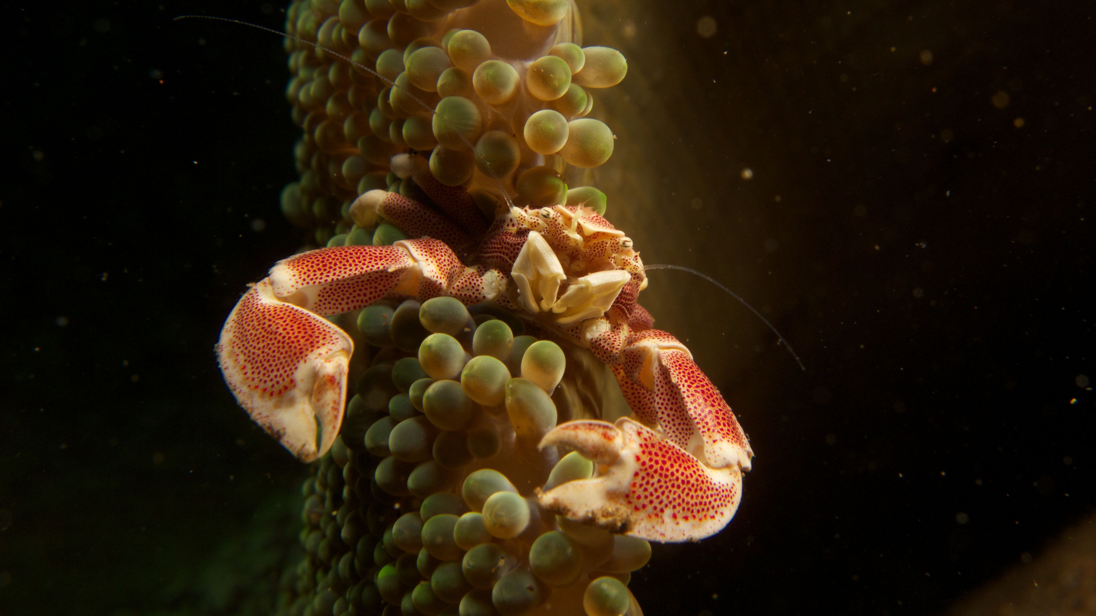 A crab in the Philippines hides itself in the plants of a coral reef