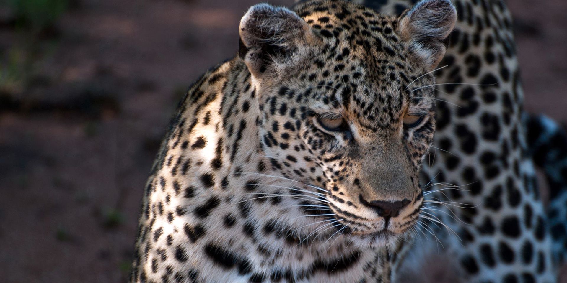 freiwilligenarbeit-suedafrika-wale-leoparden-nahaufnahme-leopard-natucate