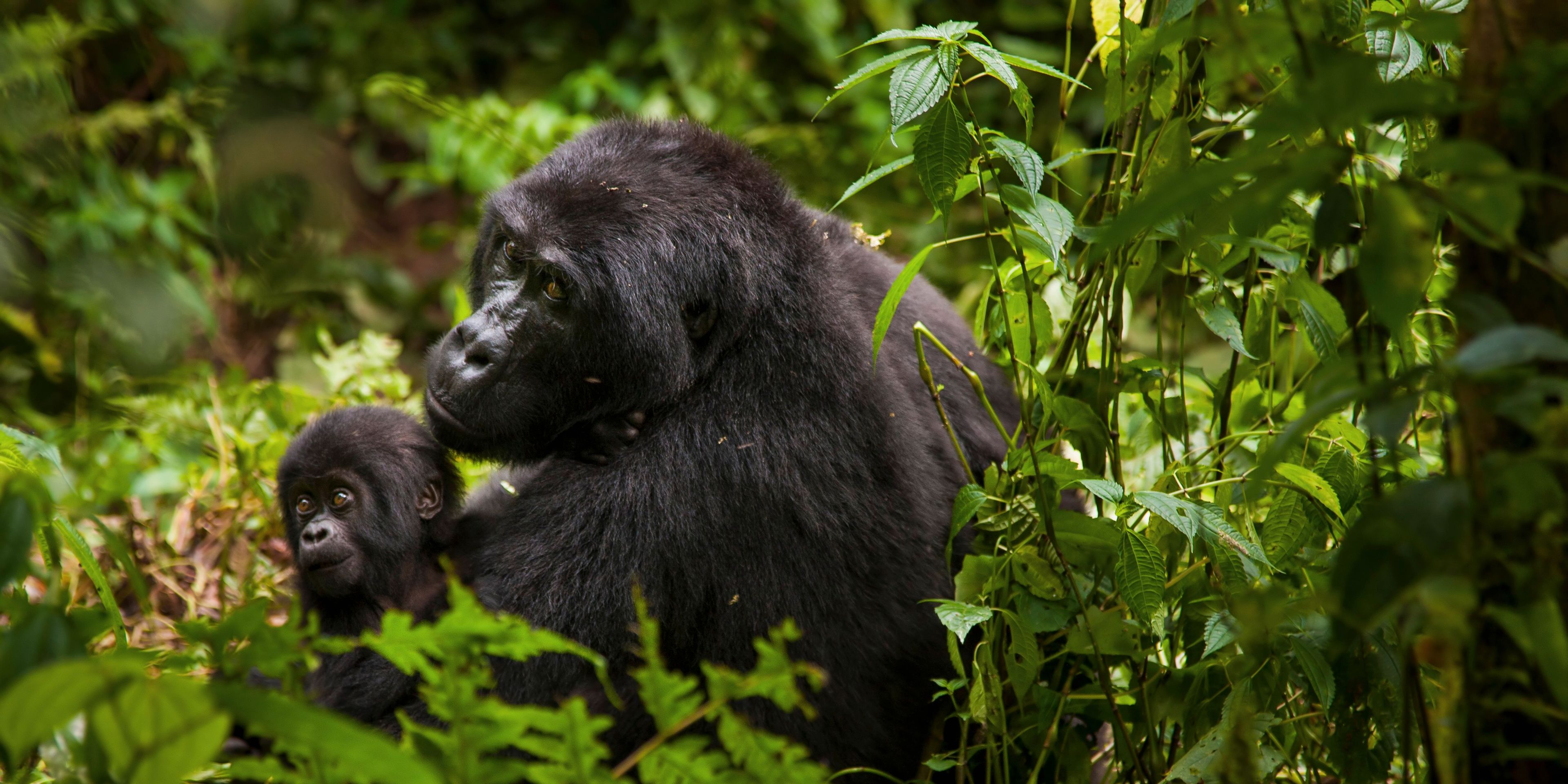Gorilla und Baby sitzen im Gras