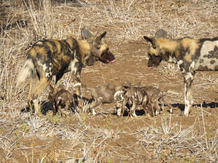 blog-naturwissen-wildhundewelpen-zuzuland-wildhundjunge-natucate