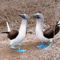 natucate-country-info-ecuador-booby-bird-blue.feet