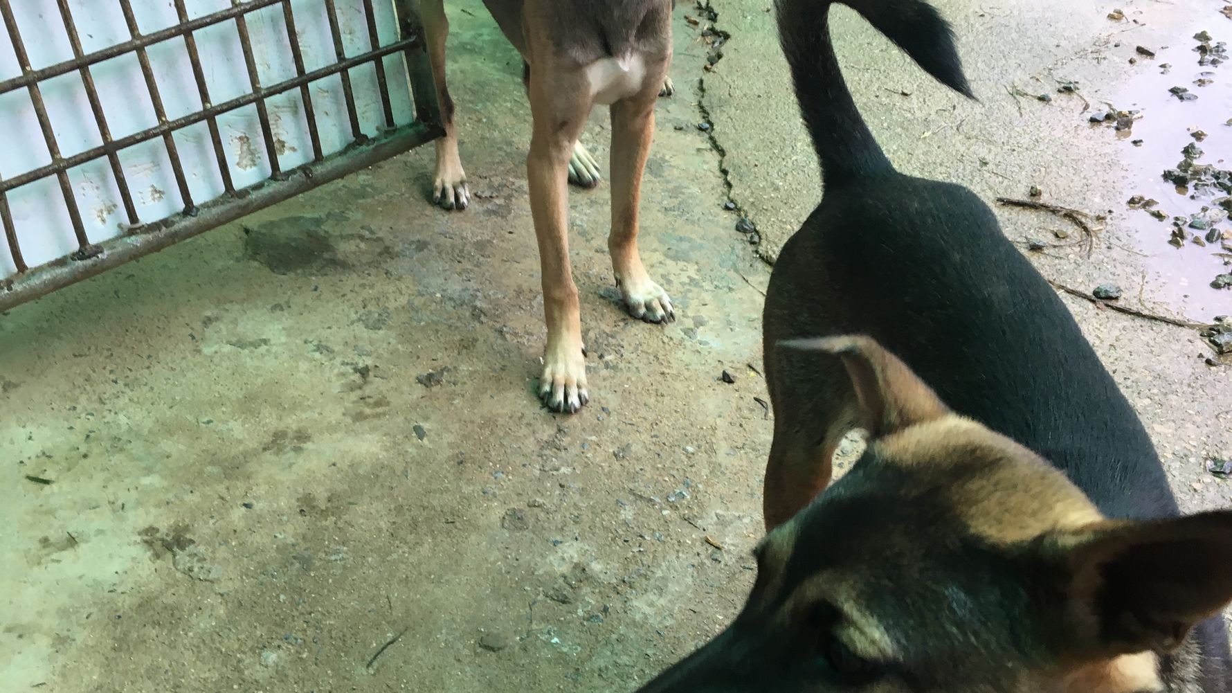 Tierschutz in Thailand: Zwei Hunde stehen draussen am Tierheim