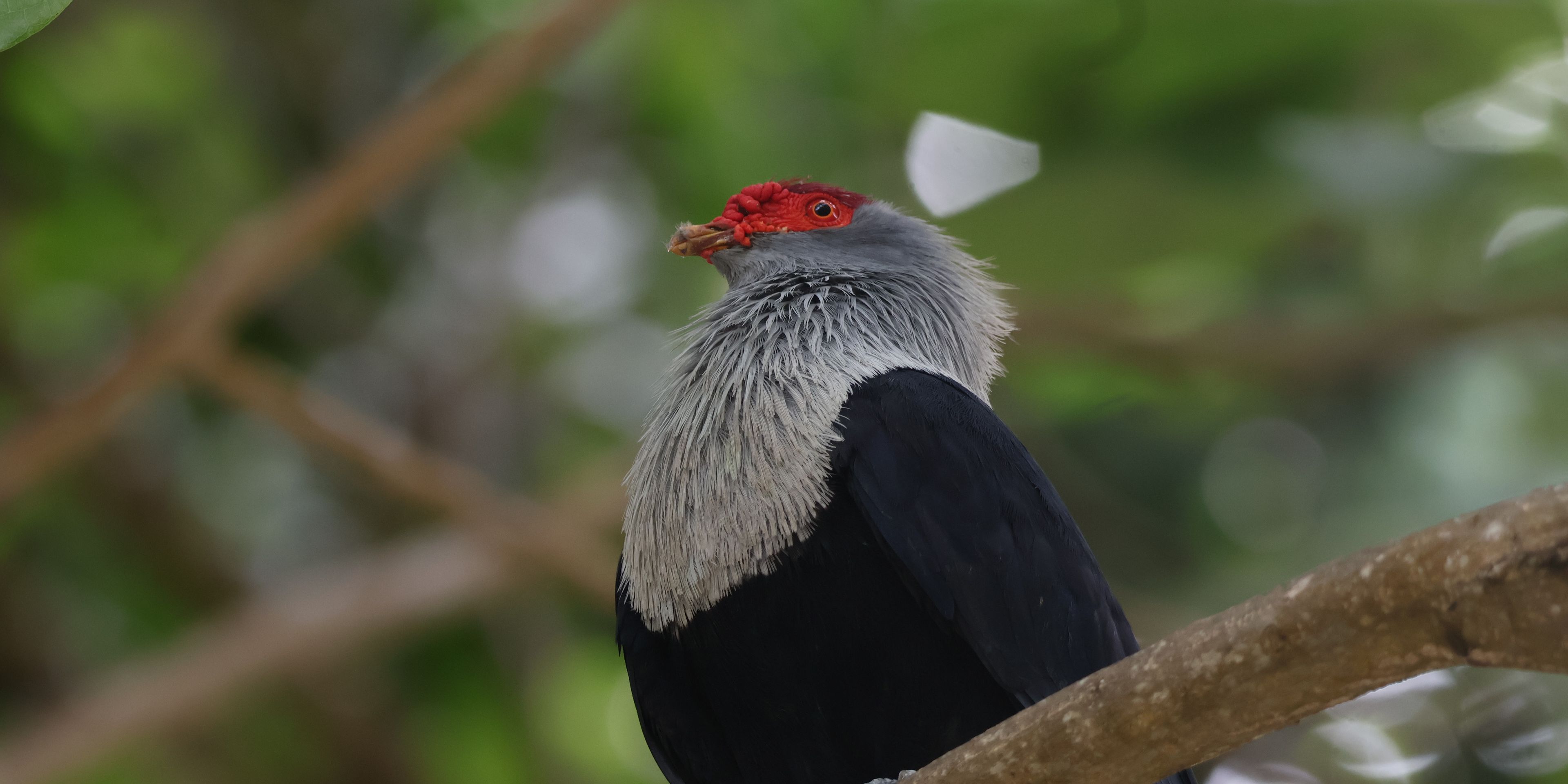 natucate-seychelles-volunteeering-north-island-bird
