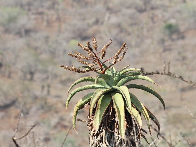 blog-naturwissen-verbreitung-fremdartiger-pflanzen-naturschutz-landschaft-natucate