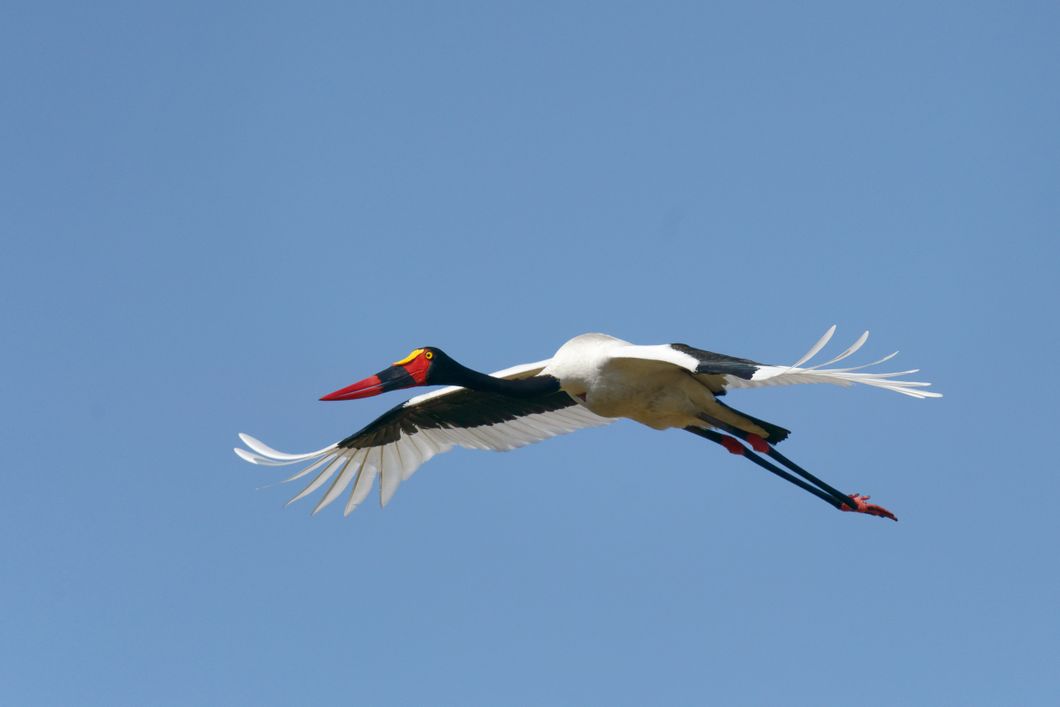 natucate-safari-botswana-abenteuer-camp-little-sable-saddle-billed-stork