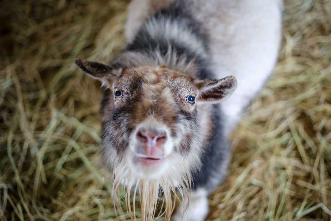 Close up of a goat in its barn on a Vegan Farm in the Northern part of California