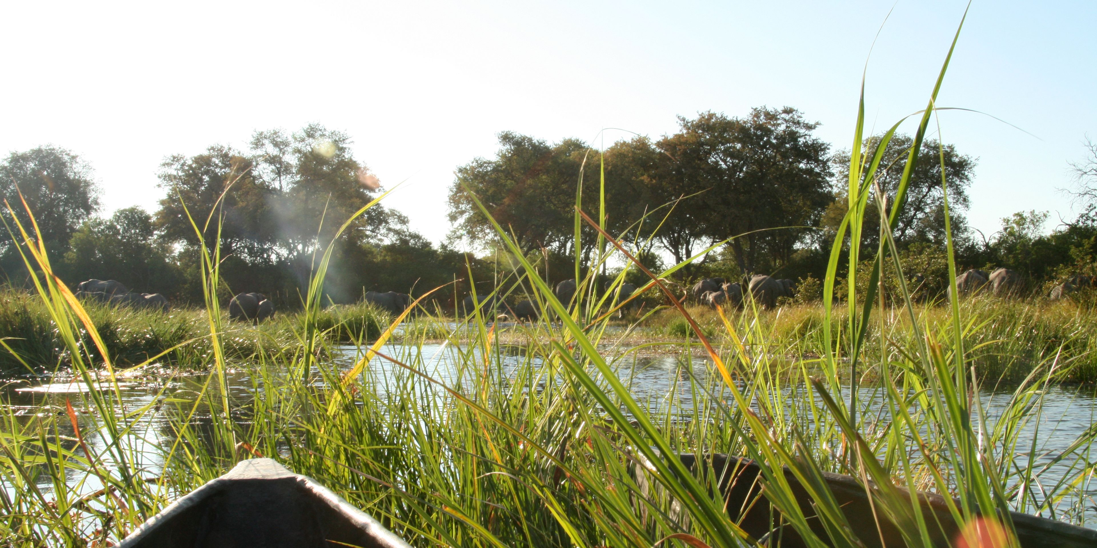 View from a mokoro in the Okavango Delta, a herd of elephants in the background