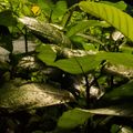 travel-guide-indoneisa-soft-directional-morning-light-rainforest-natucate
