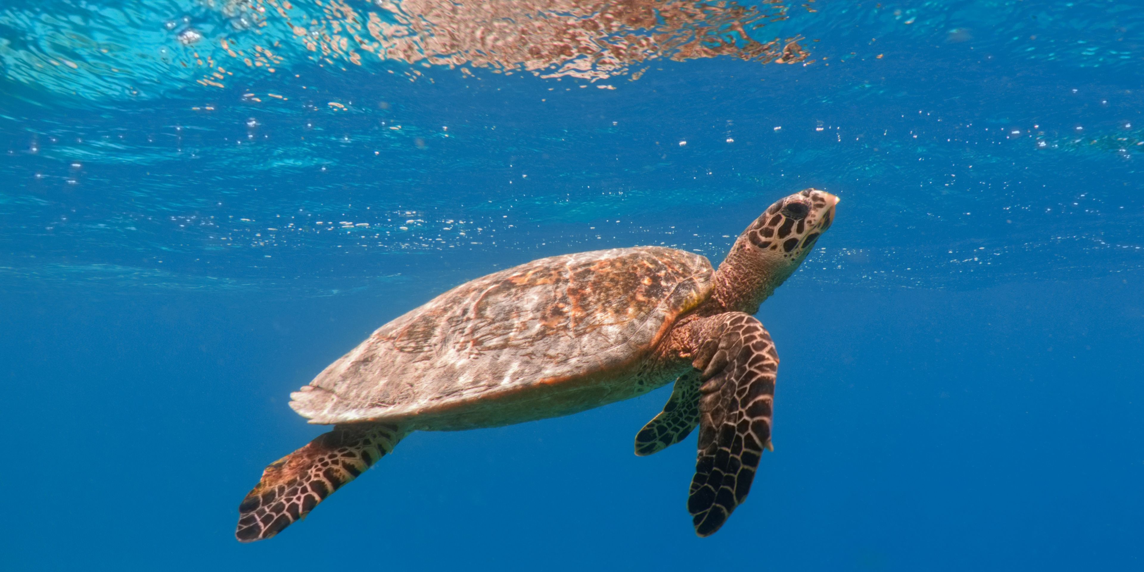 natucate-pwe-maldives-turtle-swimming