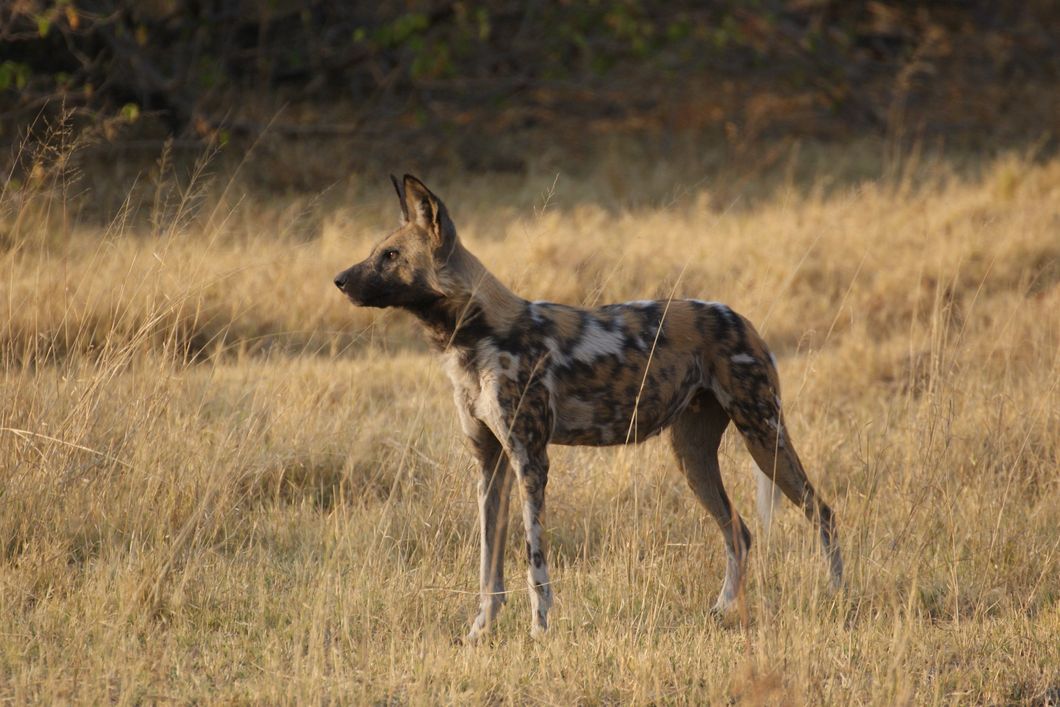Ein Wildhund in Botswana steht bewegungslos in der Savanne.