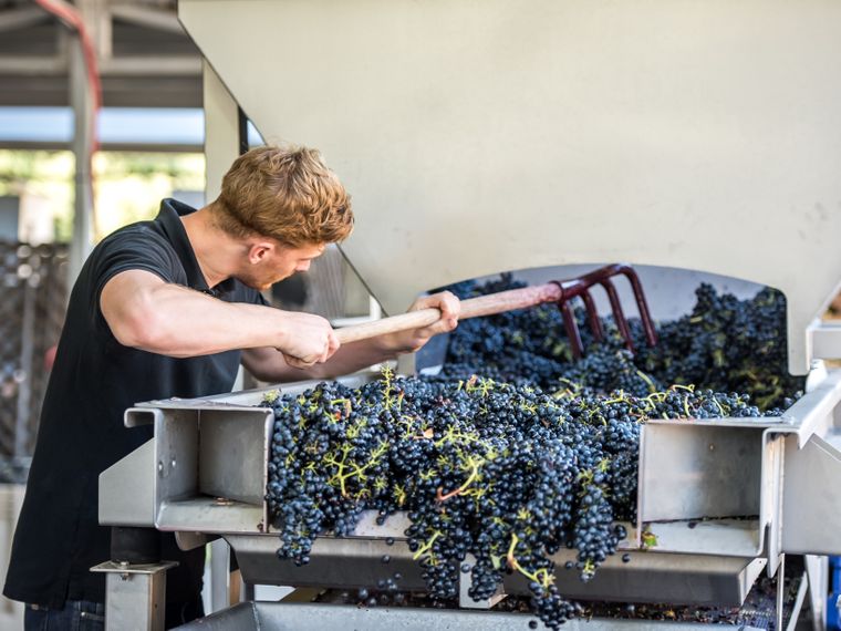 blog-ratgeber-haeufig-gestellte-fragen-auslandspraktikum-praktikum-usa-weinbau-natucate