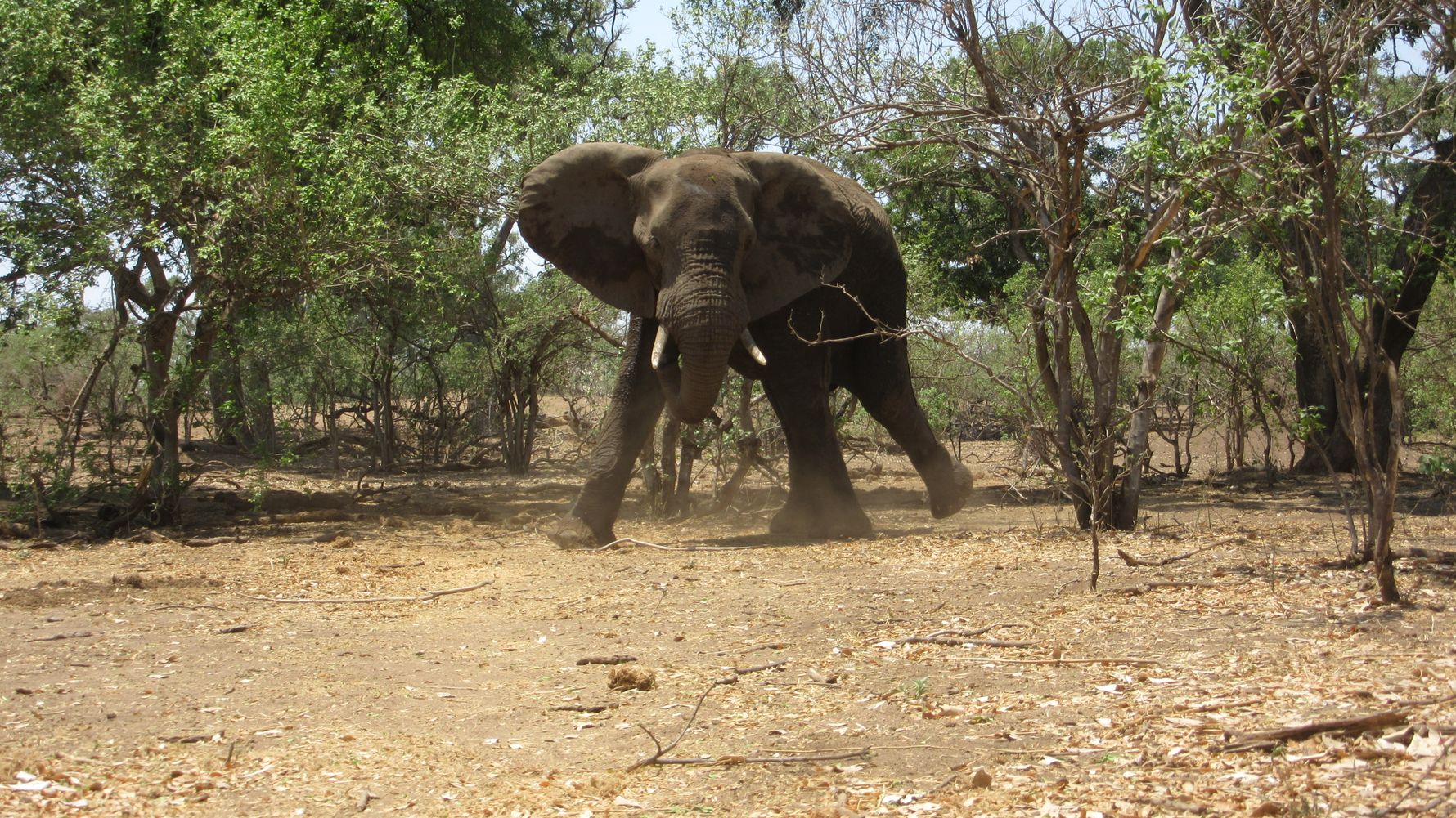 Human Wildlife Konflikt: Ein wuetender Elefant zeigt seine volle Groesse