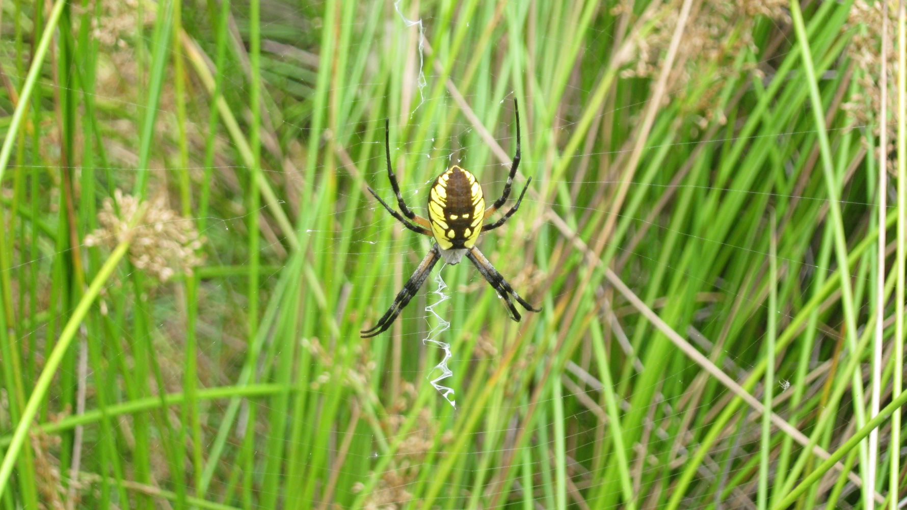 Gap Year in Kalifornien: Eine Spinne sitzt in ihrem Netz