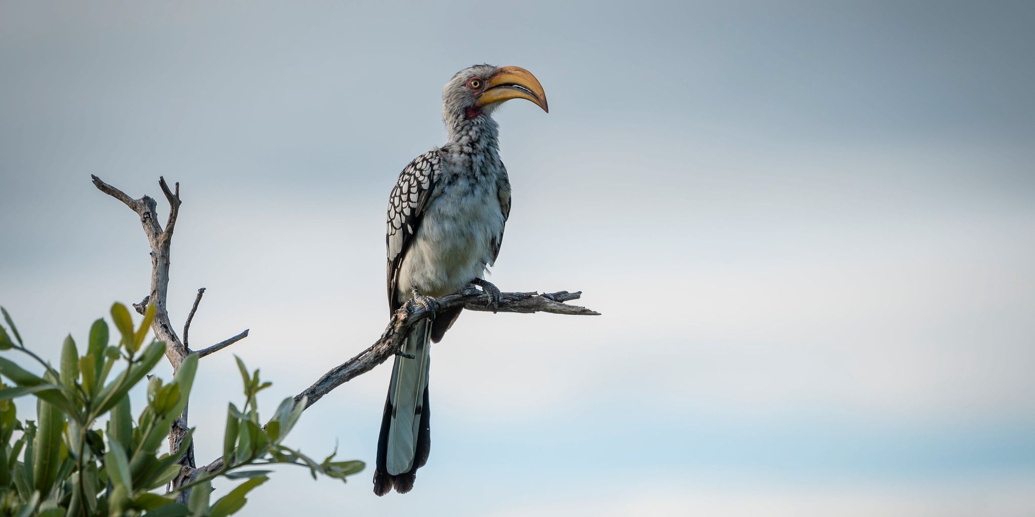 Yellow billed hornbill