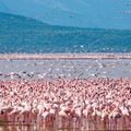 kenia-laenderinformationen-lake-nukuru-flamingos-see-natucate