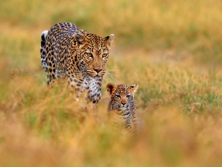 natucate-blog-leopard-and-cub