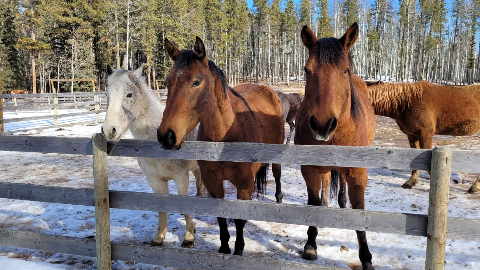 Auch bei eisigen Temperaturen und im Schnee verbringen die Pferde ihre Zeit im Freien.