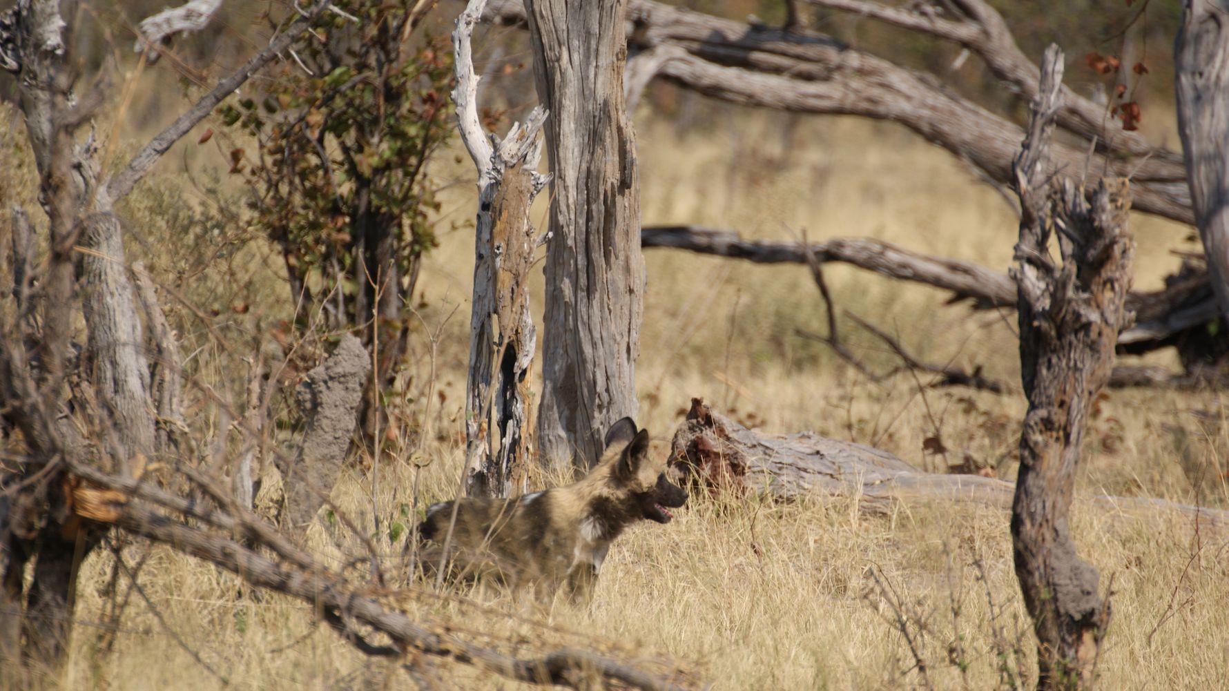 blog-naturwissen-wildhundewelpen-zuzuland-wildhund-natucate