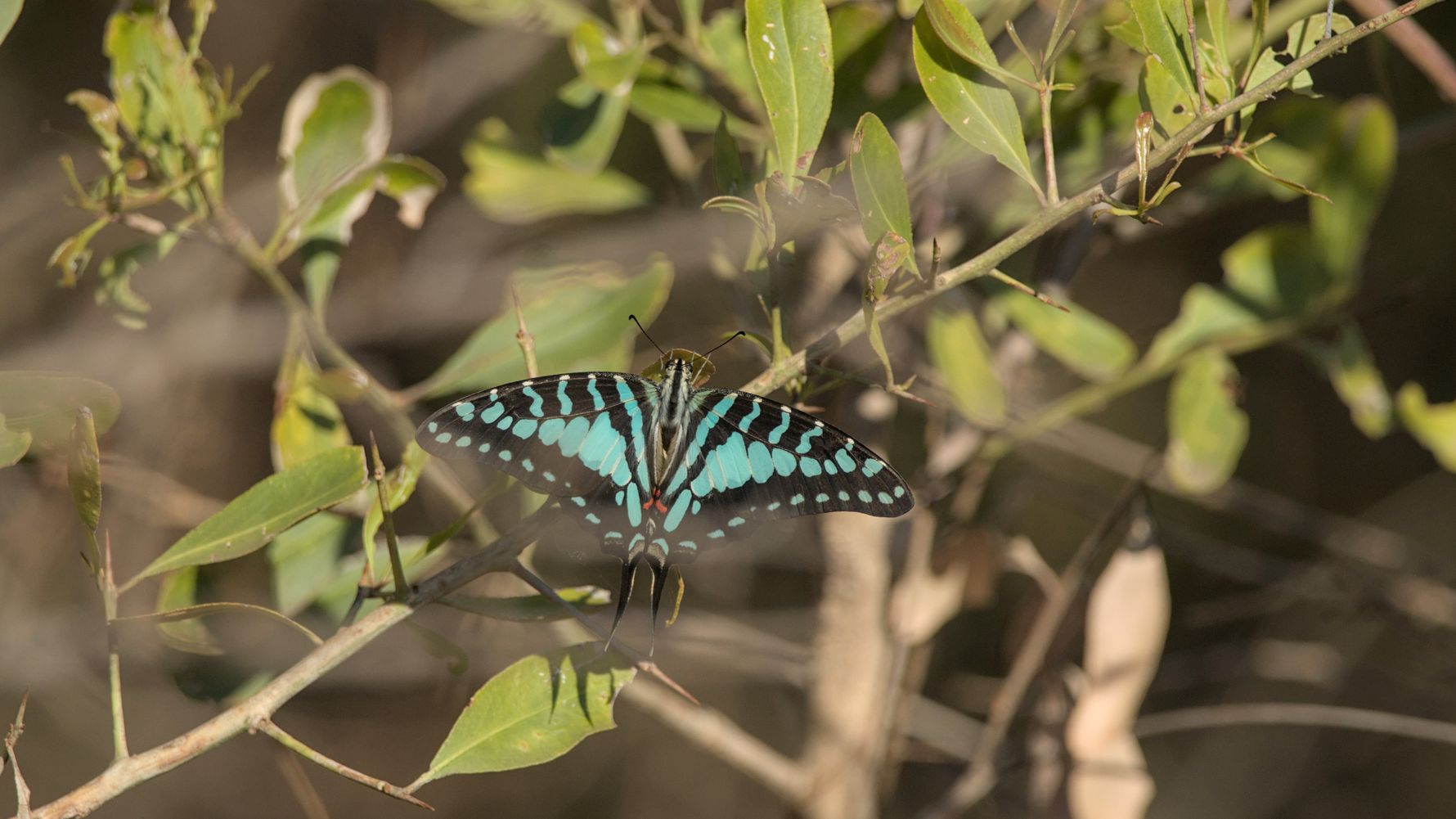 Schmetterling schwarz-blau