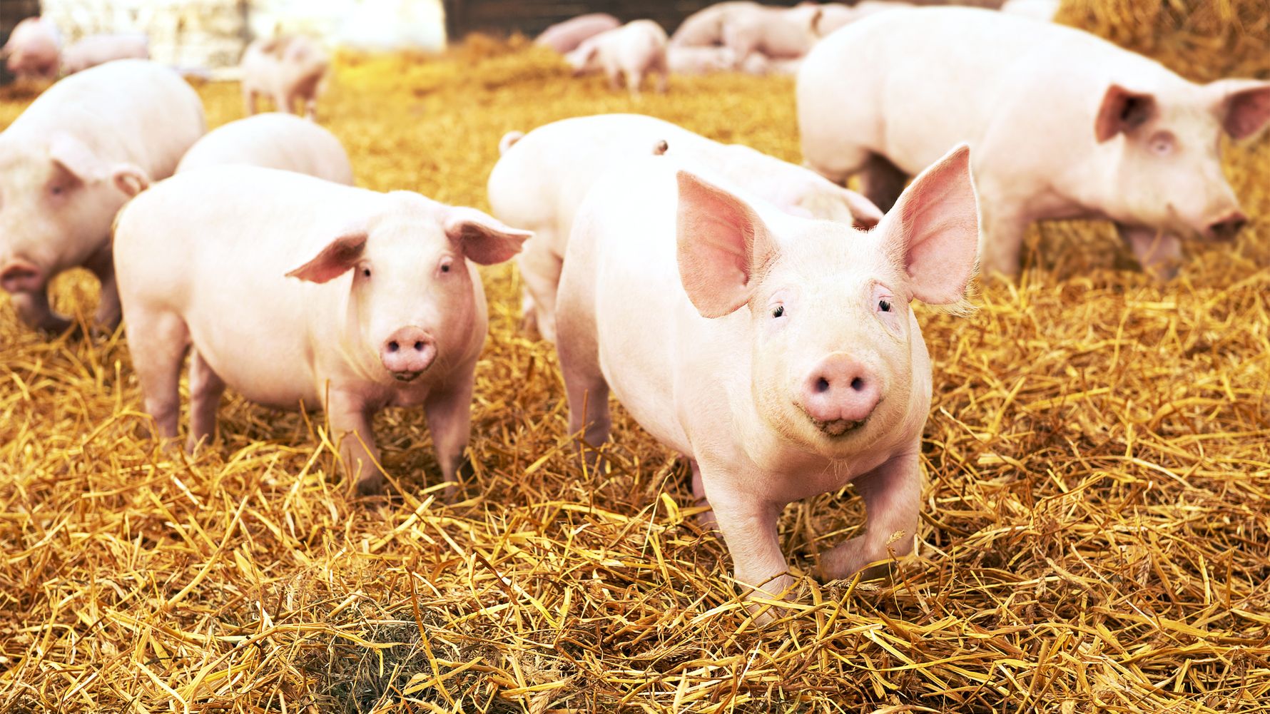 Volunteering abroad with animals: Pigs on a Vegan Farm on the US West Coast