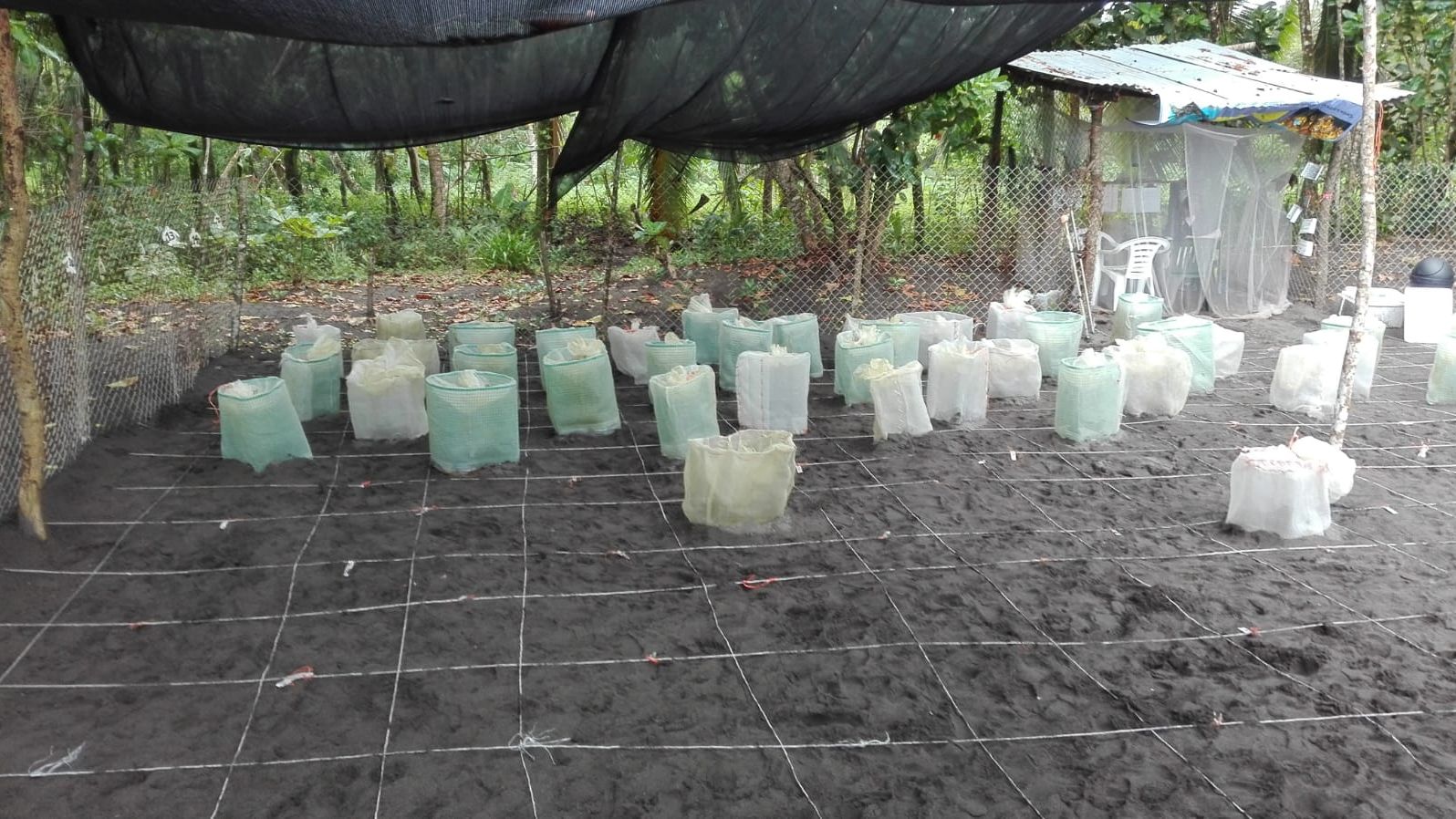 erfahrungsberichte-freiwilligenarbeit-costa-rica-celine-brutstaette